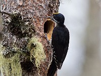 A2Z8111c  Black-backed Woodpecker (Picoides arcticus) - male by nest